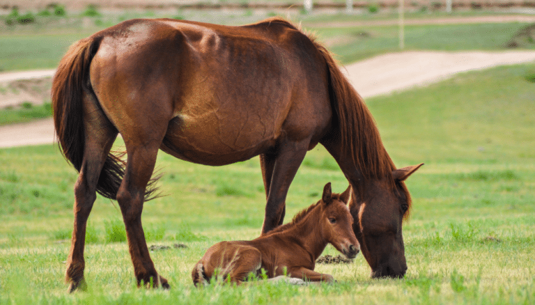 Horse Breeder Horse Breeder