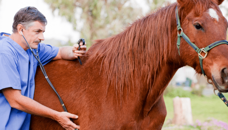 Horse Exam Horse Exam