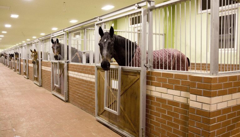 Horse Stable Stud Farm