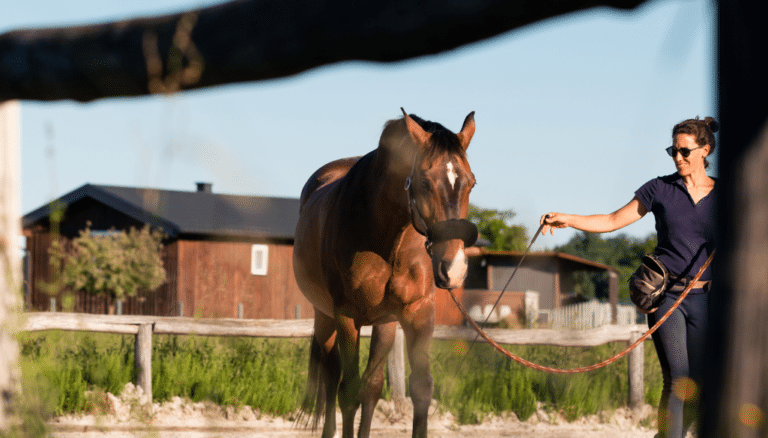 Horse Trainer