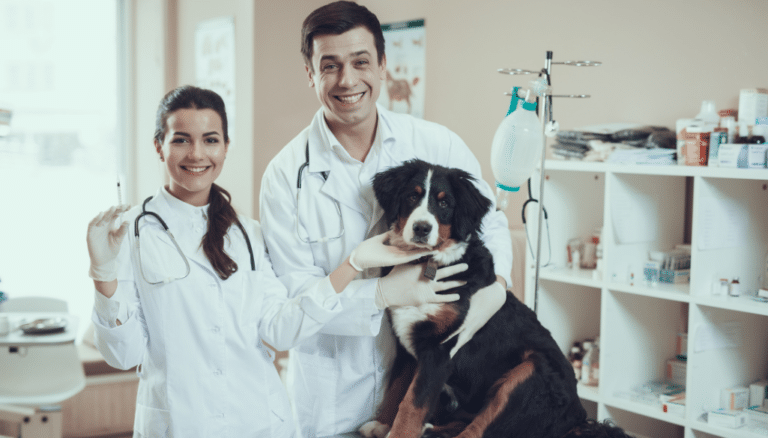 Veterinary Care Veterinary Care